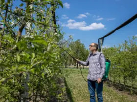 Para que serve o verdict max